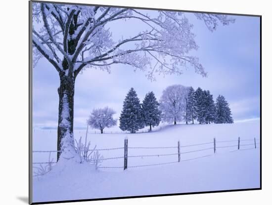 Germany, Bavaria, AllgŠu, Snow Scenery, Trees-Herbert Kehrer-Mounted Photographic Print