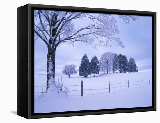 Germany, Bavaria, AllgŠu, Snow Scenery, Trees-Herbert Kehrer-Framed Stretched Canvas