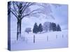 Germany, Bavaria, AllgŠu, Snow Scenery, Trees-Herbert Kehrer-Stretched Canvas