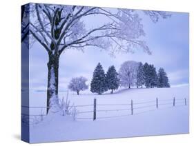 Germany, Bavaria, AllgŠu, Snow Scenery, Trees-Herbert Kehrer-Stretched Canvas