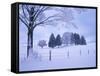 Germany, Bavaria, AllgŠu, Snow Scenery, Trees-Herbert Kehrer-Framed Stretched Canvas