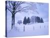 Germany, Bavaria, AllgŠu, Snow Scenery, Trees-Herbert Kehrer-Stretched Canvas
