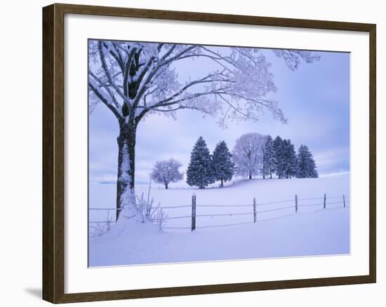 Germany, Bavaria, AllgŠu, Snow Scenery, Trees-Herbert Kehrer-Framed Photographic Print