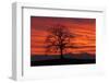 Germany, Bavaria, Bavarian Foothills of the Alps, Münsing, Oak in Front of the Ammergauer Alps-Bernd Rommelt-Framed Photographic Print