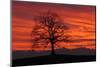 Germany, Bavaria, Bavarian Foothills of the Alps, Münsing, Oak in Front of the Ammergauer Alps-Bernd Rommelt-Mounted Photographic Print