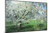 Germany, Bavaria, Cherry Blossom-null-Mounted Photographic Print