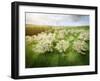 Germany, Bavaria, Cherry Blossom-null-Framed Photographic Print