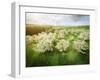 Germany, Bavaria, Cherry Blossom-null-Framed Photographic Print