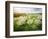 Germany, Bavaria, Cherry Blossom-null-Framed Photographic Print