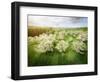 Germany, Bavaria, Cherry Blossom-null-Framed Photographic Print