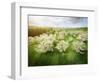 Germany, Bavaria, Cherry Blossom-null-Framed Photographic Print