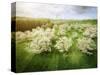 Germany, Bavaria, Cherry Blossom-null-Stretched Canvas