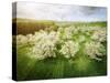 Germany, Bavaria, Cherry Blossom-null-Stretched Canvas