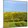 Germany, Bavaria, Franconia, North Home, Vineyards in the Cross Mountain over the Main-Andreas Vitting-Mounted Photographic Print