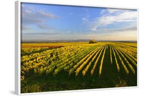 Germany, Bavaria, Franconia, North Home, Vineyards in the Cross Mountain-Andreas Vitting-Framed Photographic Print