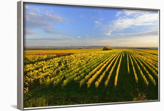 Germany, Bavaria, Franconia, North Home, Vineyards in the Cross Mountain-Andreas Vitting-Framed Photographic Print