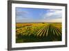 Germany, Bavaria, Franconia, North Home, Vineyards in the Cross Mountain-Andreas Vitting-Framed Photographic Print