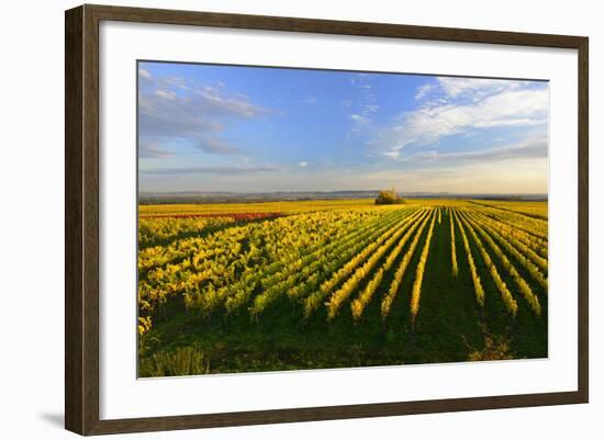 Germany, Bavaria, Franconia, North Home, Vineyards in the Cross Mountain-Andreas Vitting-Framed Photographic Print