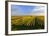 Germany, Bavaria, Franconia, North Home, Vineyards in the Cross Mountain-Andreas Vitting-Framed Photographic Print