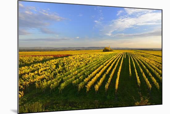 Germany, Bavaria, Franconia, North Home, Vineyards in the Cross Mountain-Andreas Vitting-Mounted Photographic Print