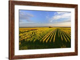 Germany, Bavaria, Franconia, North Home, Vineyards in the Cross Mountain-Andreas Vitting-Framed Photographic Print