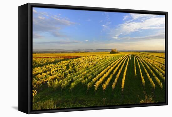 Germany, Bavaria, Franconia, North Home, Vineyards in the Cross Mountain-Andreas Vitting-Framed Stretched Canvas