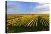 Germany, Bavaria, Franconia, North Home, Vineyards in the Cross Mountain-Andreas Vitting-Stretched Canvas
