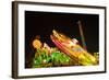 Germany, Bavaria, Munich, Theresienwiese, Oktoberfest, Play Ball Carousel, Night-Udo Siebig-Framed Photographic Print