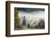 Germany, Bavaria, Penzberg, Moor, Conifers-Ralf Gerard-Framed Photographic Print
