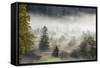 Germany, Bavaria, Penzberg, Moor, Conifers-Ralf Gerard-Framed Stretched Canvas