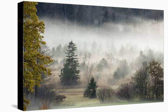 Germany, Bavaria, Penzberg, Moor, Conifers-Ralf Gerard-Stretched Canvas