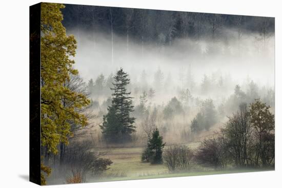 Germany, Bavaria, Penzberg, Moor, Conifers-Ralf Gerard-Stretched Canvas