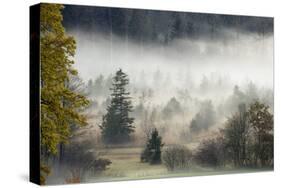 Germany, Bavaria, Penzberg, Moor, Conifers-Ralf Gerard-Stretched Canvas