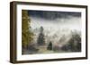 Germany, Bavaria, Penzberg, Moor, Conifers-Ralf Gerard-Framed Photographic Print