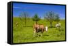 Germany, Bavaria, Upper Bavaria, Chiemgau, Samerberg (Mountain-Udo Siebig-Framed Stretched Canvas