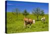 Germany, Bavaria, Upper Bavaria, Chiemgau, Samerberg (Mountain-Udo Siebig-Stretched Canvas