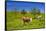 Germany, Bavaria, Upper Bavaria, Chiemgau, Samerberg (Mountain-Udo Siebig-Framed Stretched Canvas