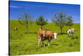 Germany, Bavaria, Upper Bavaria, Chiemgau, Samerberg (Mountain-Udo Siebig-Stretched Canvas