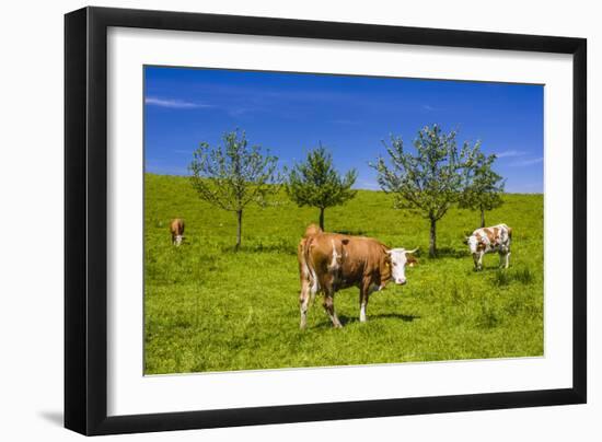 Germany, Bavaria, Upper Bavaria, Chiemgau, Samerberg (Mountain-Udo Siebig-Framed Photographic Print