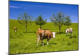 Germany, Bavaria, Upper Bavaria, Chiemgau, Samerberg (Mountain-Udo Siebig-Mounted Photographic Print