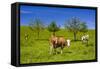 Germany, Bavaria, Upper Bavaria, Chiemgau, Samerberg (Mountain-Udo Siebig-Framed Stretched Canvas