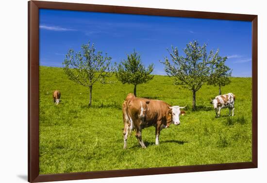 Germany, Bavaria, Upper Bavaria, Chiemgau, Samerberg (Mountain-Udo Siebig-Framed Premium Photographic Print