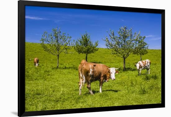 Germany, Bavaria, Upper Bavaria, Chiemgau, Samerberg (Mountain-Udo Siebig-Framed Premium Photographic Print