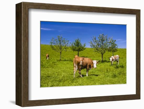 Germany, Bavaria, Upper Bavaria, Chiemgau, Samerberg (Mountain-Udo Siebig-Framed Photographic Print