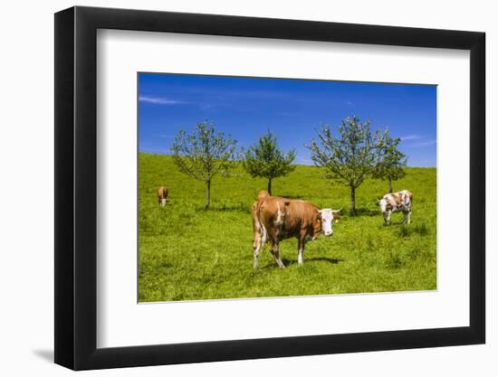 Germany, Bavaria, Upper Bavaria, Chiemgau, Samerberg (Mountain-Udo Siebig-Framed Photographic Print