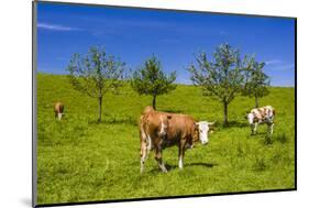 Germany, Bavaria, Upper Bavaria, Chiemgau, Samerberg (Mountain-Udo Siebig-Mounted Photographic Print