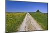 Germany, Bavaria, Upper Bavaria, Degerndorf (Village), Spring, Meadow, Trail, Trees-Udo Siebig-Mounted Photographic Print