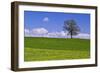 Germany, Bavaria, Upper Bavaria, Degerndorf (Village), Spring Meadow-Udo Siebig-Framed Photographic Print