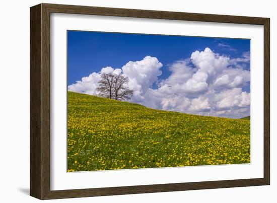 Germany, Bavaria, Upper Bavaria, FŸnfseenland, Jenhausen, Municipality Seeshaupt, Spring Scenery-Udo Siebig-Framed Photographic Print