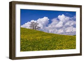 Germany, Bavaria, Upper Bavaria, FŸnfseenland, Jenhausen, Municipality Seeshaupt, Spring Scenery-Udo Siebig-Framed Photographic Print